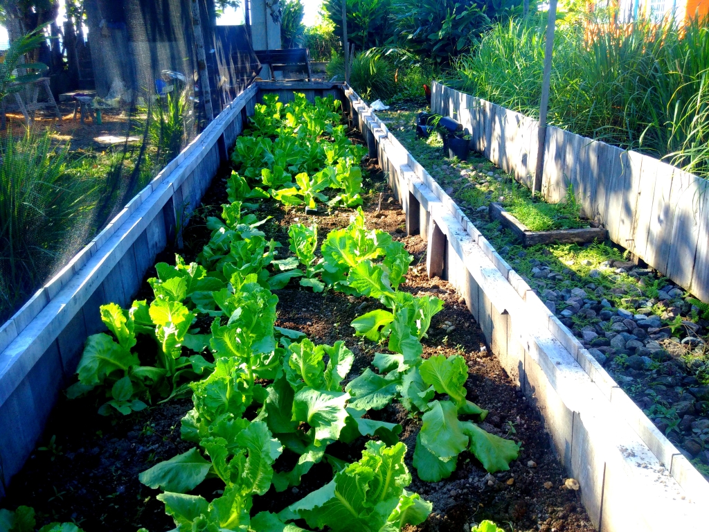 Romaine lettuce growing in a raised bed at Guerrera Restaurant