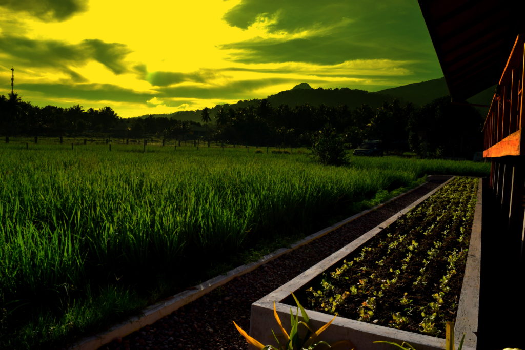 Lettuce seedlings and fresh rice grow in the sunrise next to guerrera rice paddy villas.